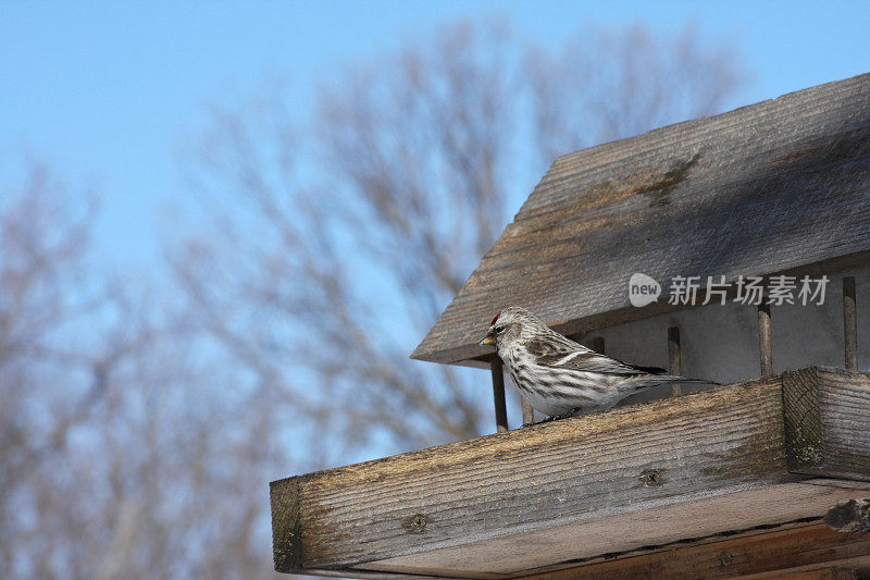 Feeder上的Redpoll Bird